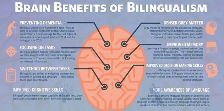 This is an infographic that shows the cognitive benefits of bilingualism.