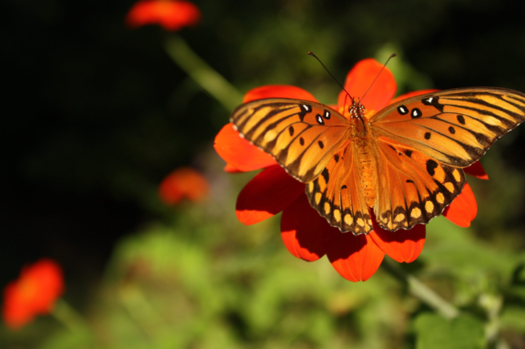 This is an off-centered photo of a monarch butterfly gathering pollen from a reddish-orange flower .