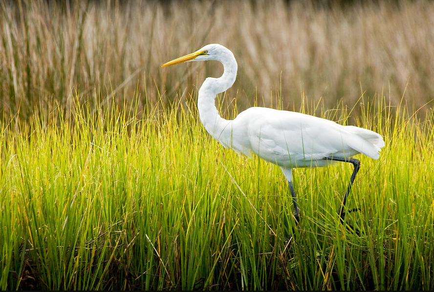 This is an image of an egret walking in the transition zone between land and salt marsh that's frequently seen in the Lowcountry.